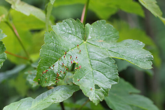 Leaf of maple tree with galls or cecidia of Aceria macrorhyncha (sometimes also macrorhynchus). Gall Mites - Eriophyidae.
