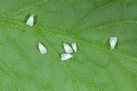 Silverleaf whitefly, Bemisia tabaci (Hemiptera: Aleyrodidae) is an important agricultural pest. Insects on the bottom of tomato leaf.