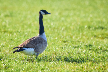 Canada Goose on field ( Branta Canadensis ) Veitsbronn, Germany