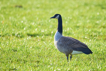 Canada Goose on field ( Branta Canadensis ) Veitsbronn, Germany	