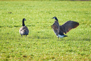 Canada Geese on field ( Branta Canadensis ) Veitsbronn, Germany	