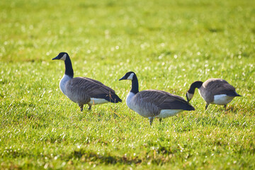 Canada Geese on field ( Branta Canadensis ) Veitsbronn, Germany	