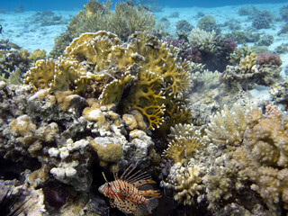 Photo of a coral colony, Red Sea, Egypt
