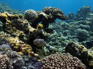 Photo of a coral colony, Red Sea, Egypt