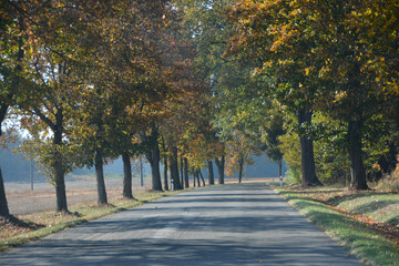 the road with trees with autumn leaves