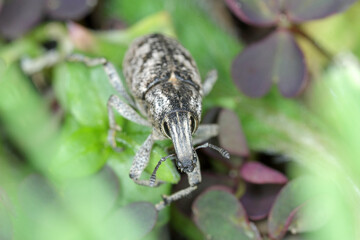 Sluggish or large thistle weevil (Cleonis pigra) beetle on farmland. It is a pest of e.g milk thistle.