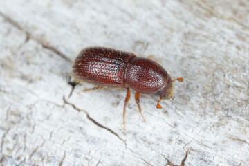 Bark beetle (Dryocoetes hectographus) on wood.