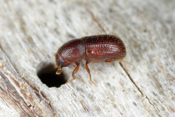 Bark beetle (Dryocoetes hectographus) on wood. - obrazy, fototapety, plakaty