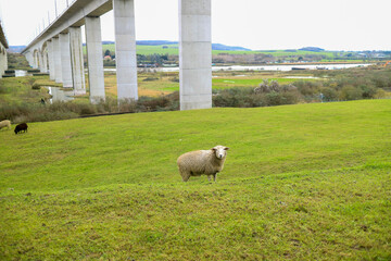 sheep in the meadow