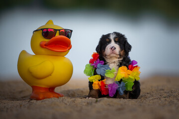 Berner Sennenhund mit Hawaiikette am Strand