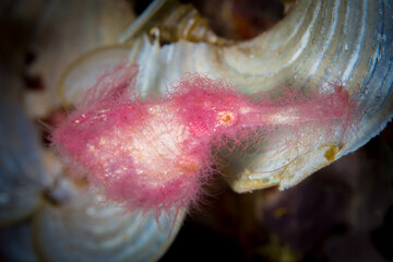 Pink roughsnout ghostpipefish on coral reef - Solenostomus cyanopterus