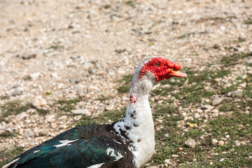 Turkey on the street in the village