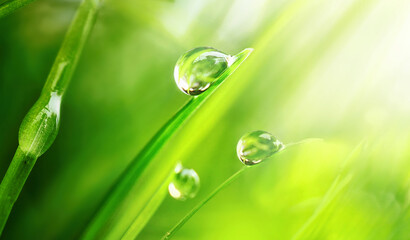 Beautiful large drops of fresh morning dew in juicy green grass macro. Drops pure transparent water...