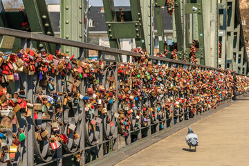 Many locks on the railing of the iron bridge in Frankfurt. Locks of love in different colors in the sunshine. Pigeon in front of it on the footpath
