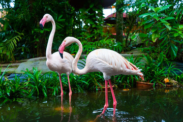 Flock of pink flamingos in the zoo pond