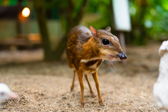 Kanchil is an amazing cute baby deer from the tropics. The mouse deer is one of the most unusual animals. Cloven-hoofed mouse