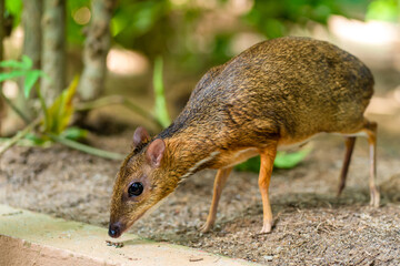 Kanchil is an amazing cute baby deer from the tropics. The mouse deer is one of the most unusual animals. Cloven-hoofed mouse