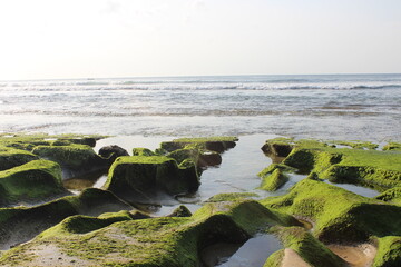 Green moss and rocks on the shore