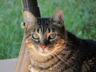 portrait of a cat
