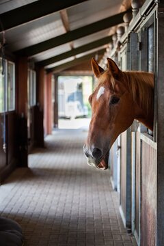 horse peeking out of stall with mouth open