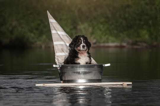 Berner SEnnenhund Welpe auf einem Floß