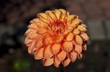 orangefarbene dahlie mit regentropfen