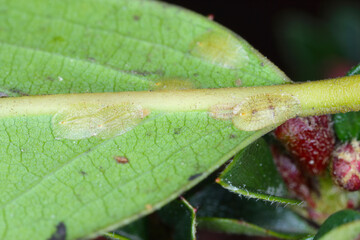 Macrophotography of Diaspididae insects on leaf vessel. Armored scale insects at home plants. Insects sucking plant. Infested cale (Coccidae) commonly known as soft scales, wax scales or tortoise scal