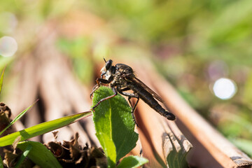 robberfly on a leaf