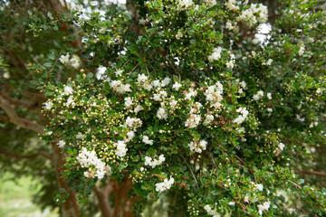 Fototapeta na wymiar Summer Foliage of an Evergreen Chilean Myrtle, Temu or Arrayan Tree (Luma apiculata) Growing by a Lake in a Country Cottage Garden in Rural Devon, England, UK