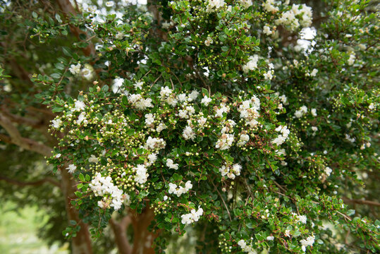 Summer Foliage of an Evergreen Chilean Myrtle, Temu or Arrayan Tree (Luma apiculata) Growing by a Lake in a Country Cottage Garden in Rural Devon, England, UK