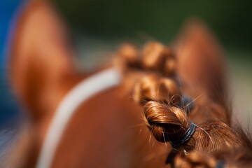 horse with braids © Jesse