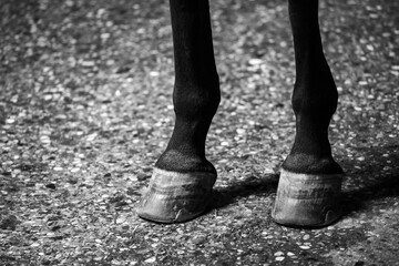 horse hooves