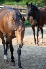 horses walking on sand