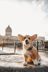  puppy corgi in the city 