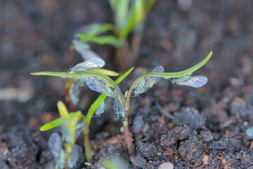 Willow carrot aphids (Cavariella aegopodii ) on young fennel plants.