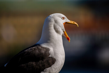 close up of a seagull