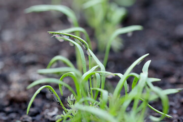 Willow carrot aphids (Cavariella aegopodii ) on young fennel plants.
