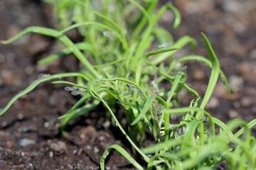 Willow carrot aphids (Cavariella aegopodii ) on young fennel plants.