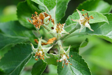 Winter moth (Operophtera brumata) and apple blossom damaged by a caterpillar. Winter moth is an important pest of apple and pear.