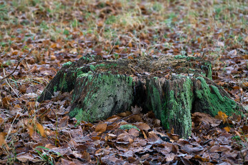 Old tree stump overgrown with moss and algae in an autumn leaf covered forest floor