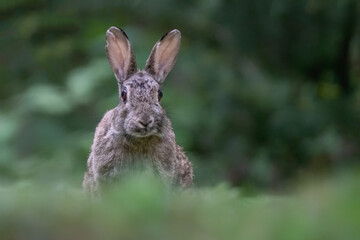 Close-up of a European Rabbit (Oryctolagus cuniculus) sitting in the forest of Drunen, Noord Brabant in the Netherlands. 