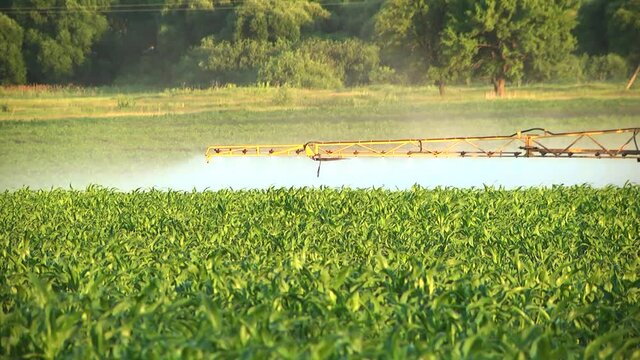 spraying the corn field. Application of plant protection products