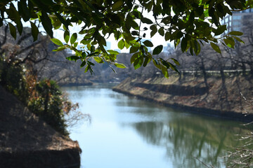 Naklejka premium reflection of trees in the water