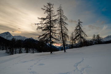 Fototapeta premium Baum