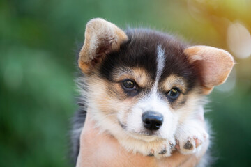 Corgi puppy baby dog in hand in summer sunny day