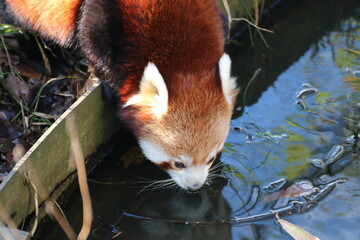 red panda drinking close up