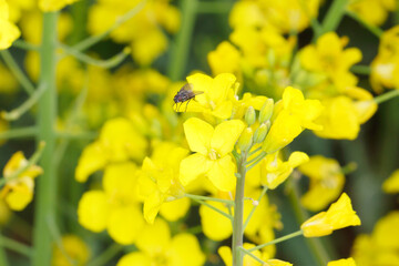 Cabbage fly (also cabbage root fly, root fly or turnip fly) - Delia radicum on a rape flower.