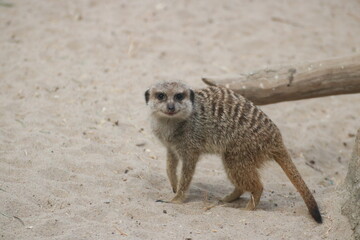 Fototapeta premium meerkat on guard duty
