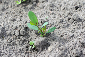 Polygonum aviculare - common knotgrass, prostrate knotweed, birdweed, pigweed and lowgrass. Widespread and common weed in agricultural and horticultural crops.