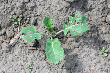 young rapeseed plant damaged by flea beetles